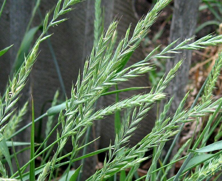 pšenična trava za liječenje prostatitisa
